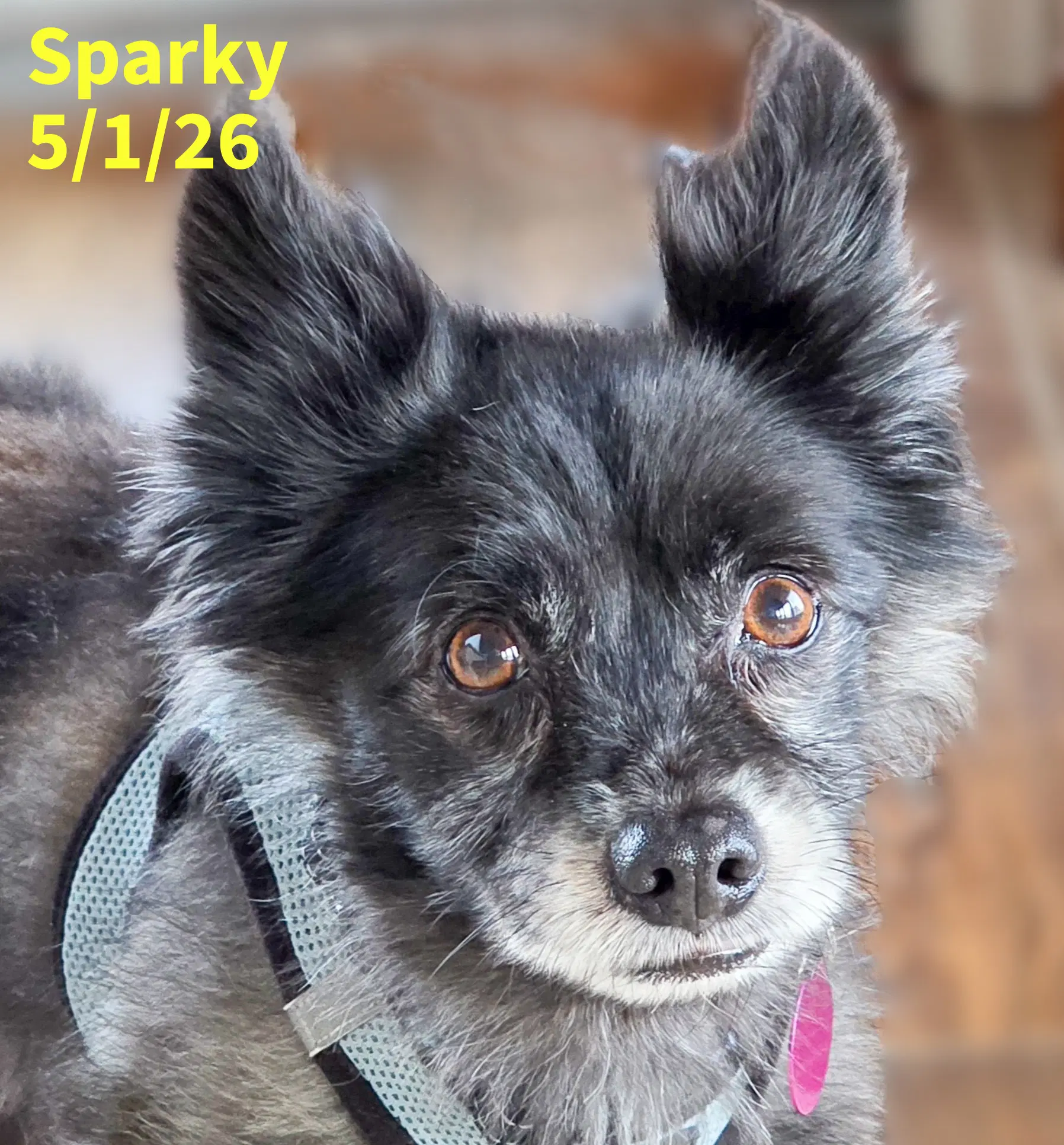 Sparky - Pomeranian