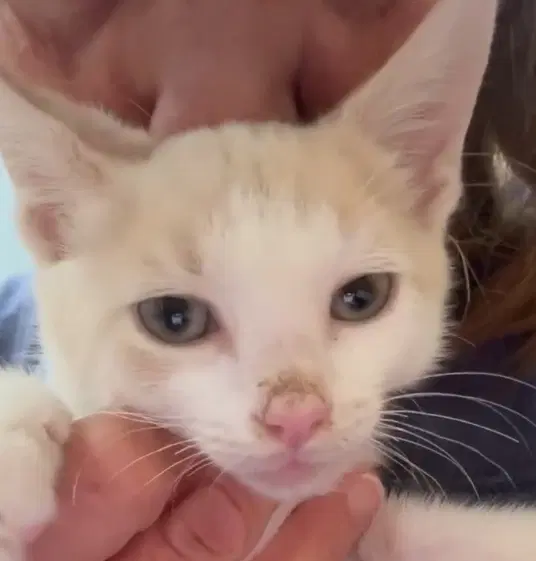 Julius - Domestic Short Hair