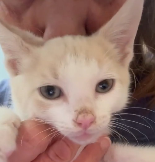 picture of the cat needing adoption