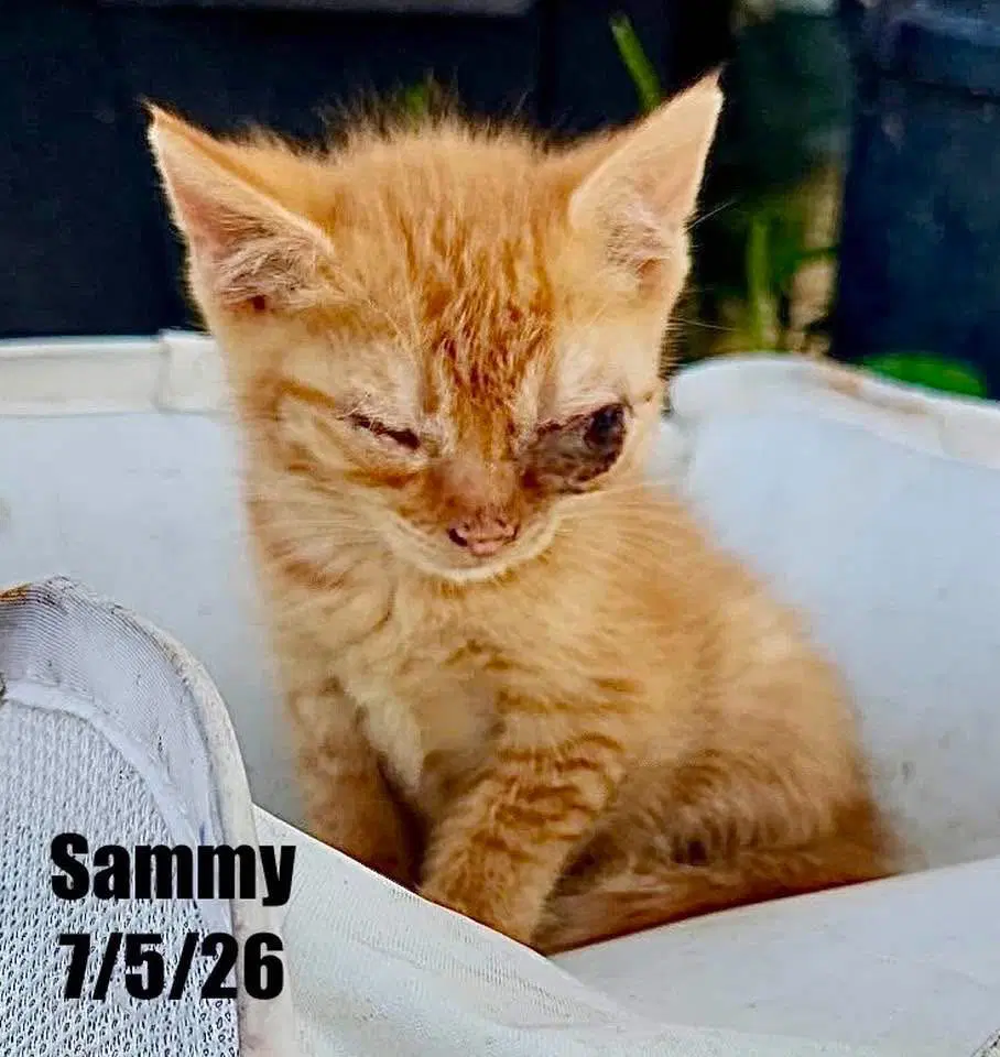 Sammy image 1