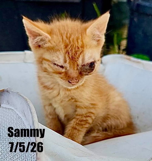 Sammy, a cat for adoption from Kindness Matters Rescue Inc