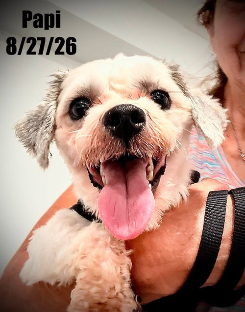 picture of the dog needing adoption