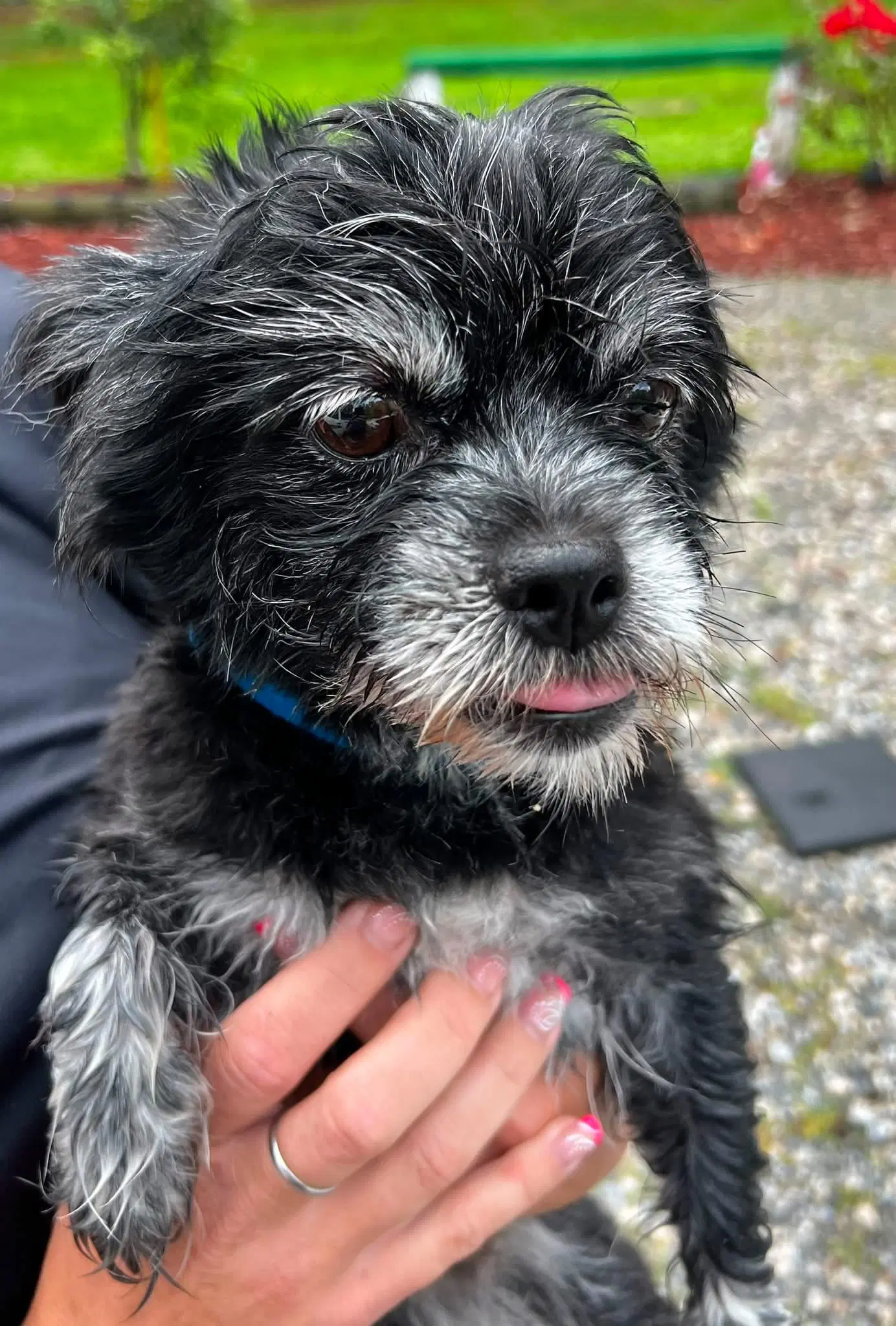 Chewy - Terrier
