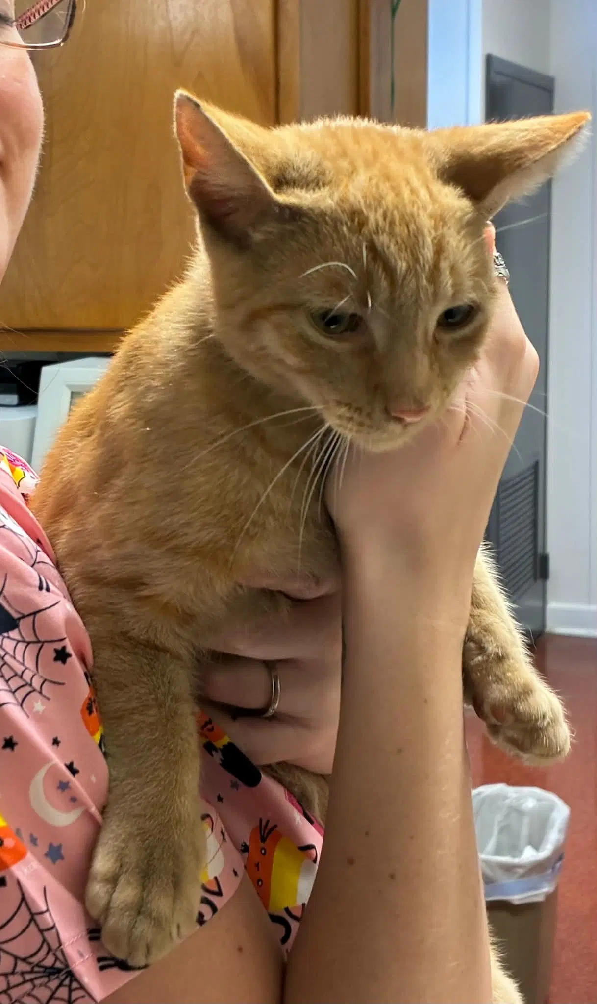Redd - Domestic Short Hair