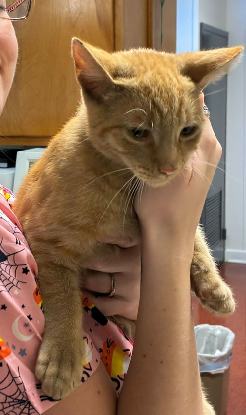 Redd, a cat for adoption from Kindness Matters Rescue Inc