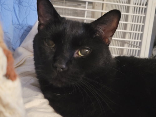 DEXTER - Domestic Short Hair available for adoption