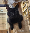 Violet - Photo 2