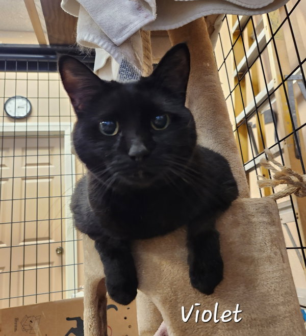 Violet