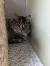 adoptable Cat in Safety Harbor, FL named Kate