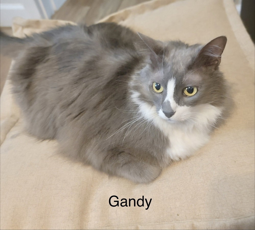 Gandy Image