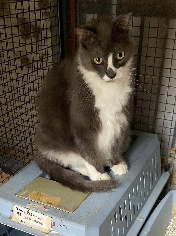 adoptable Cat in Safety Harbor, FL named Gandy