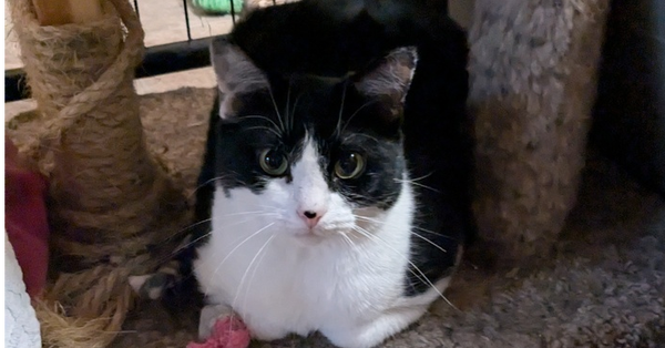 Domino