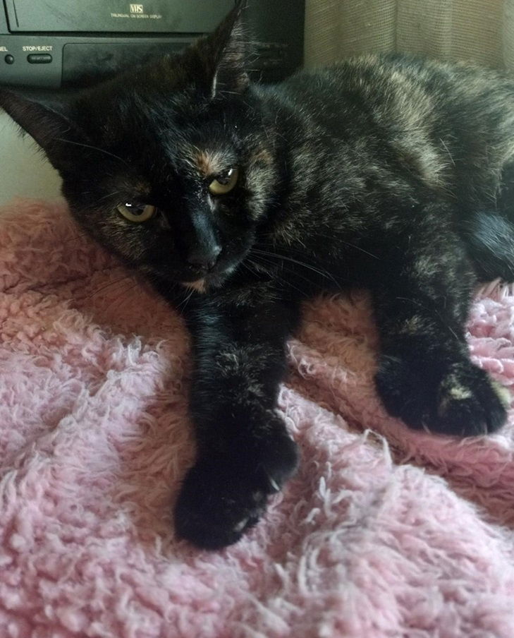 adoptable Cat in Safety Harbor, FL named Shelly (polydactyl)