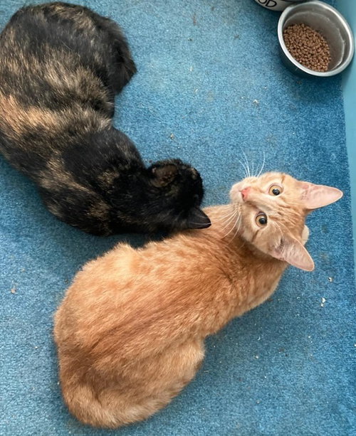 SHELLY (POLYDACTYL) - Domestic Short Hair / Domestic Short Hair available for adoption