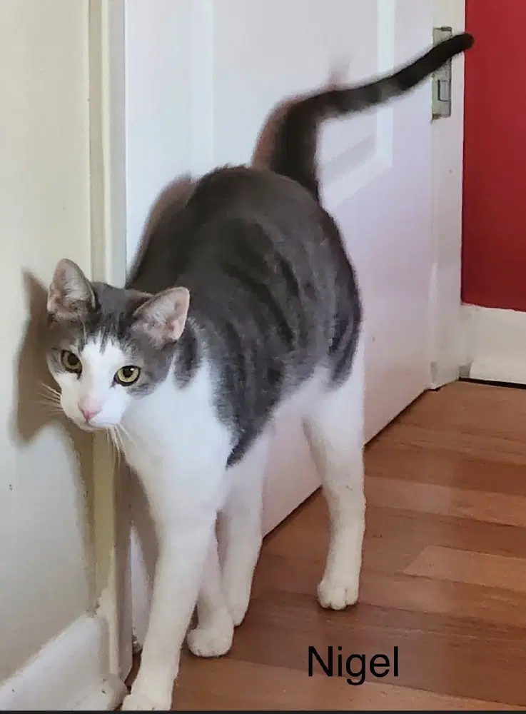 Nigel - Domestic Short Hair