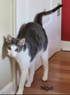 Nigel - Photo 1