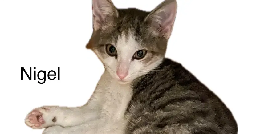 Nigel image 2