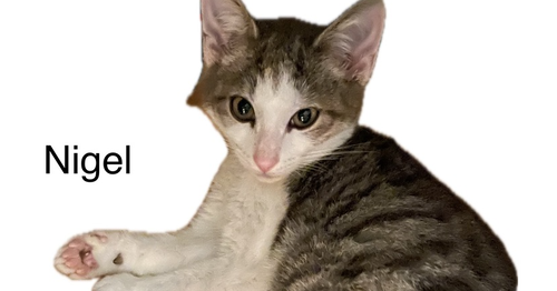 NIGEL - Domestic Short Hair available for adoption