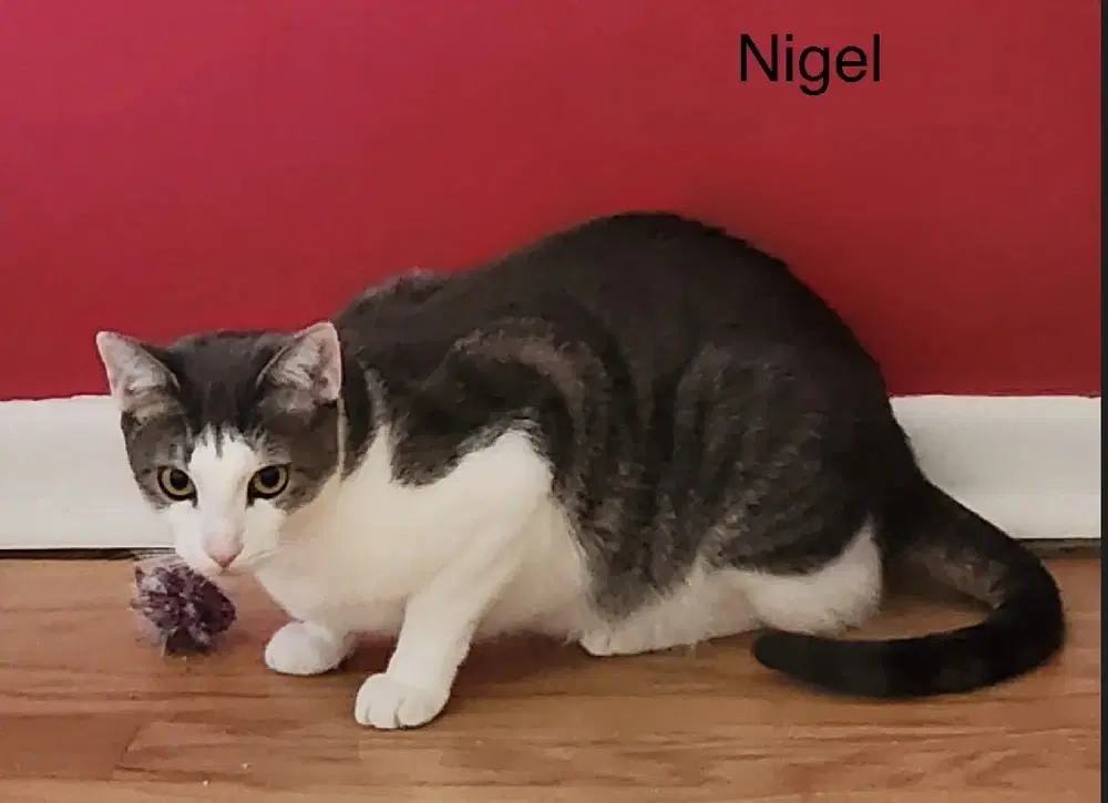 Nigel image 3