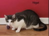 Nigel - Photo 3