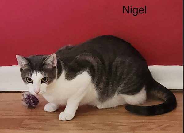 Nigel