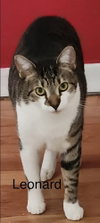 Leonard - Photo 1