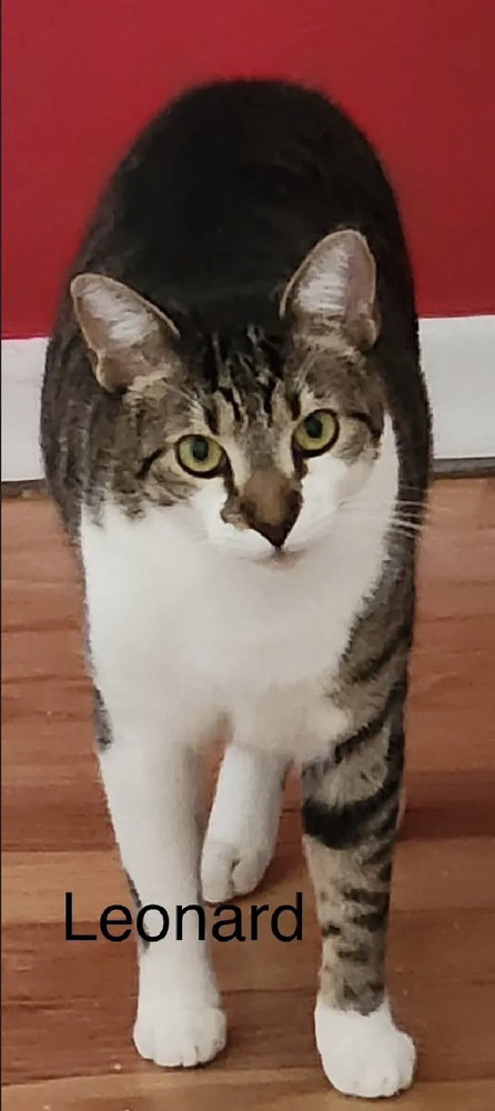 Leonard, an adoptable Domestic Short Hair in Safety Harbor, FL