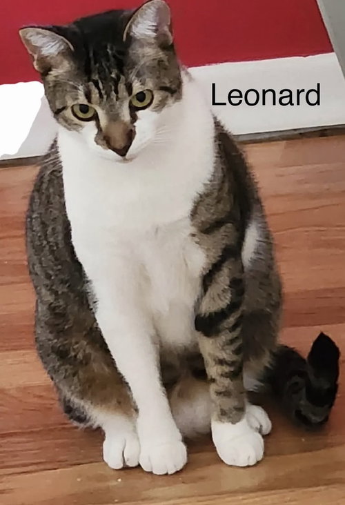 LEONARD - Domestic Short Hair available for adoption