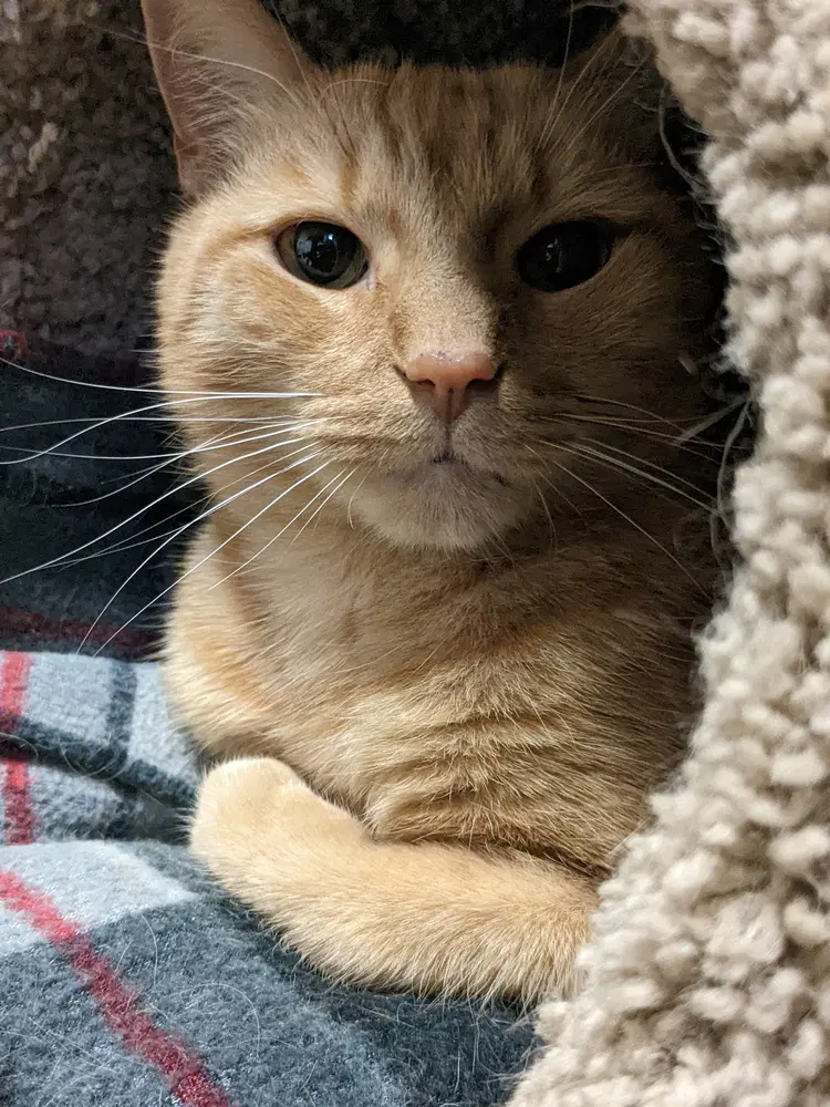 Zeppelin - Domestic Short Hair