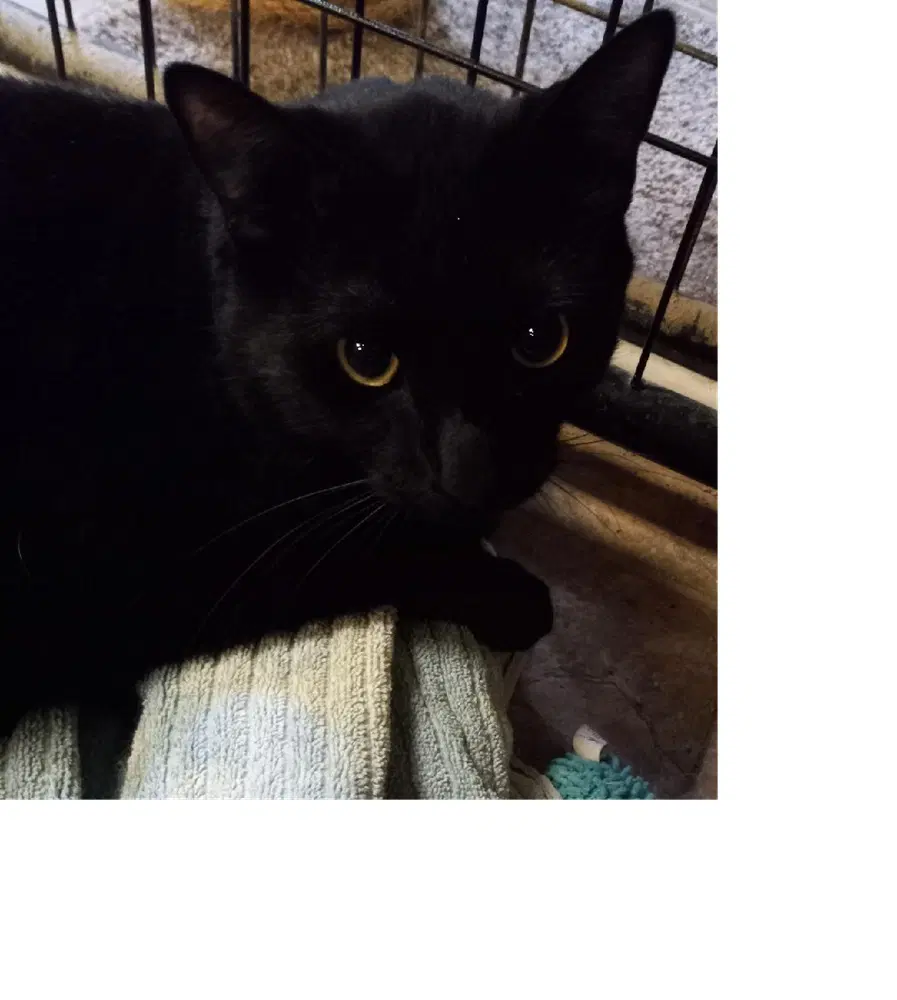 Riley - Domestic Short Hair