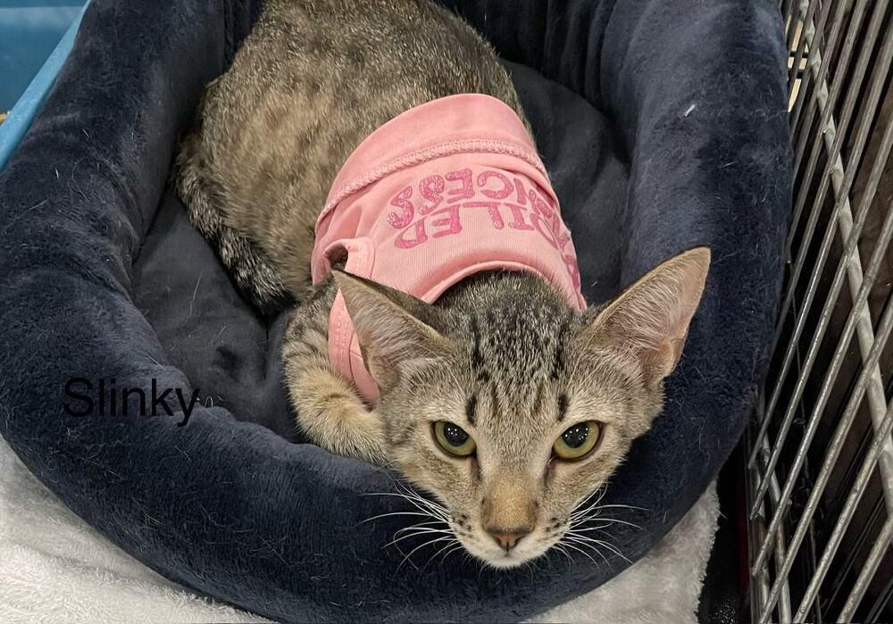 Slinky