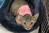 adoptable Cat in safety harbor, FL named Slinky