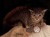 Slinky - Photo 2