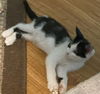 adoptable Cat in Safety Harbor, FL named Daisy