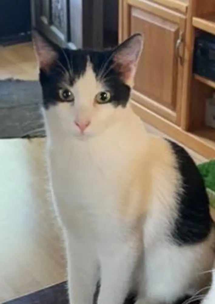 Daisy - Domestic Short Hair