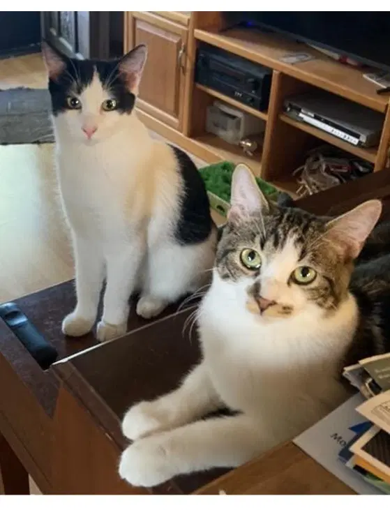 Sam - Domestic Short Hair