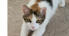 adoptable Cat in Safety Harbor, FL named Cali