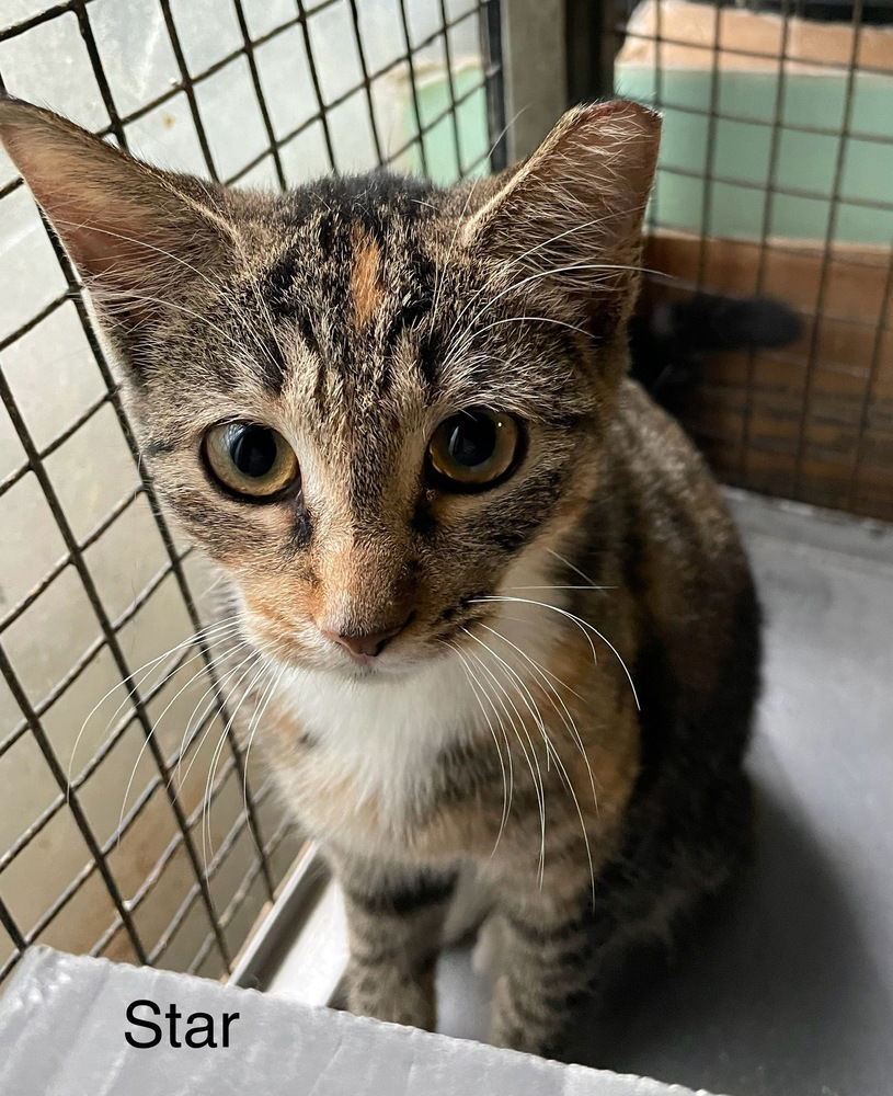 adoptable Cat in Safety Harbor, FL named Star
