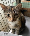 adoptable Cat in safety harbor, FL named Star