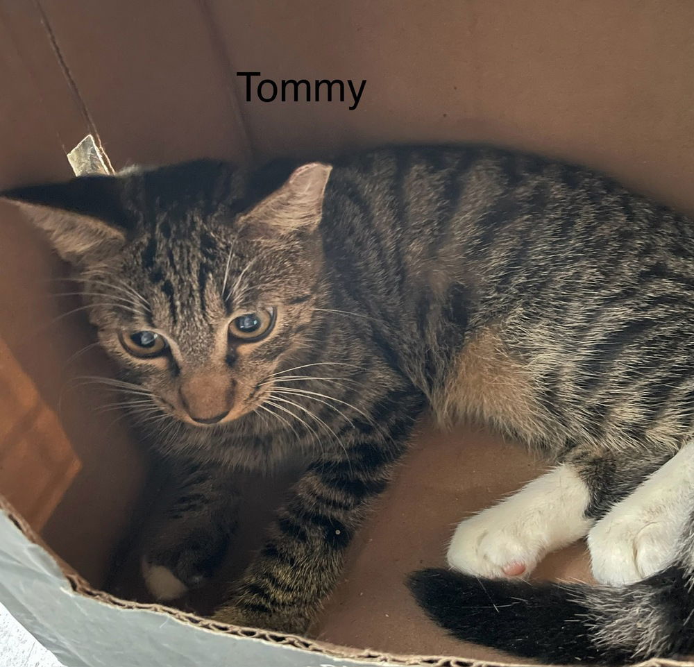 adoptable Cat in Safety Harbor, FL named Tommy