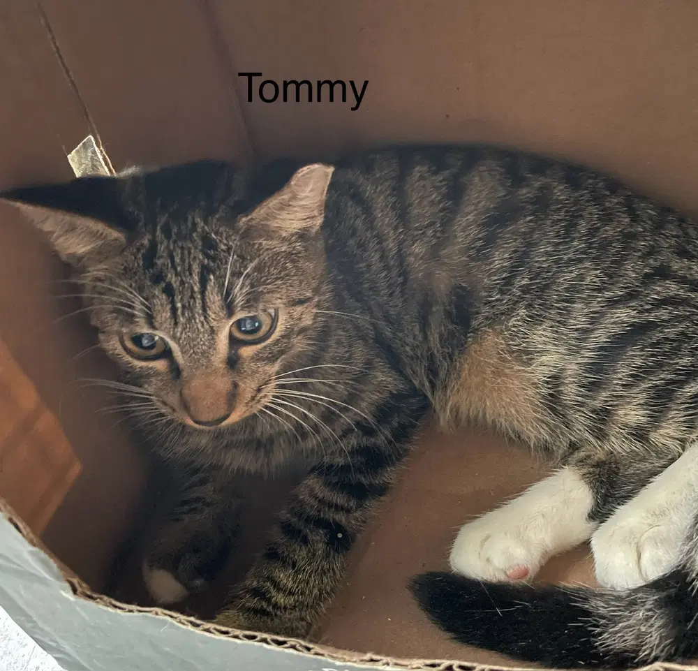 Tommy - Domestic Short Hair