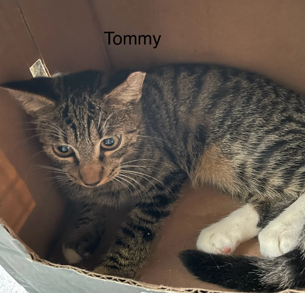 Tommy