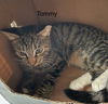adoptable Cat in Safety Harbor, FL named Tommy