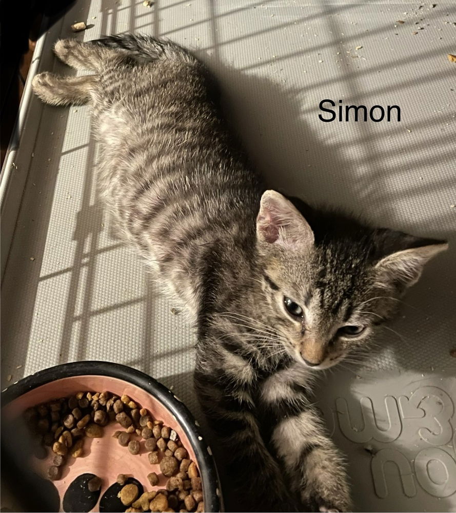 adoptable Cat in Safety Harbor, FL named Simon