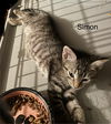 adoptable Cat in safety harbor, FL named Simon