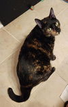 adoptable Cat in Safety Harbor, FL named Dalia