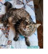adoptable Cat in  named Ivy