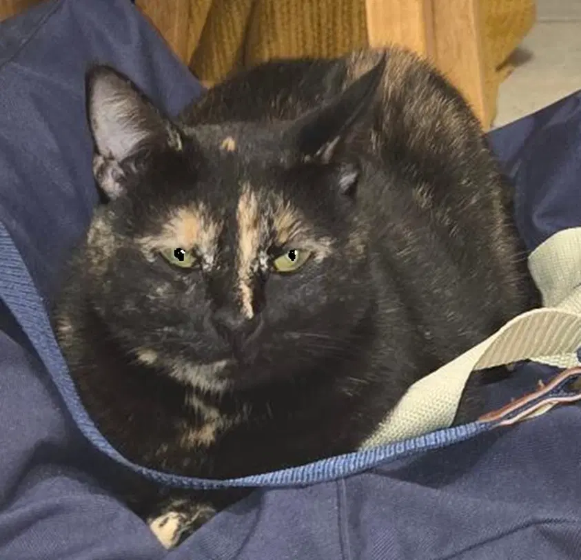 Dolly - Tortoiseshell