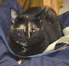 adoptable Cat in  named Dolly