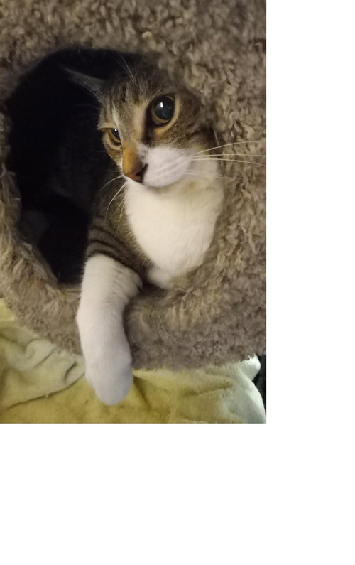 COOPER - Domestic Short Hair available for adoption